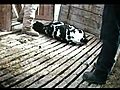 Calf Abuse Caught on Camera | BahVideo.com