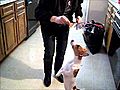 Jack Russel dog walking  | BahVideo.com