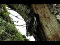 Red-breasted Sapsuckers feeding their young | BahVideo.com