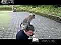 Russian Tourist Raped By Monkey | BahVideo.com