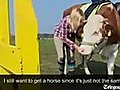 Showjumping cow | BahVideo.com