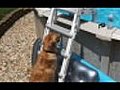 Puppy climbing up pool ladder | BahVideo.com