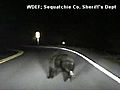 On Camera Deputy Hits Bear Cub | BahVideo.com
