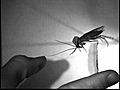 Cockroach Jumping In Slow Motion | BahVideo.com