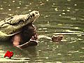 Man and croc the best of friends | BahVideo.com