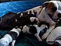 Registered American Bulldog Puppies for sale 1000 Only 4 left Born June 17 2010 | BahVideo.com