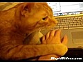 kedinin acayip al kanl  | BahVideo.com