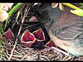 Cute Baby Wild Birds Day 2 | BahVideo.com
