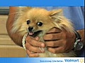 Pet Advice Eye Care EP4 | BahVideo.com