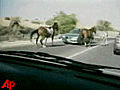 Raw Video Horse Tramples Car on Israeli Highway | BahVideo.com