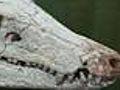 Fossil Of Prehistoric Crocodile Found - video | BahVideo.com
