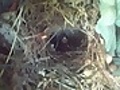 Wren Nest | BahVideo.com