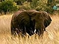 Horny Elephant | BahVideo.com