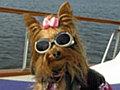 Video Slideshow Dog Daze of Summer | BahVideo.com