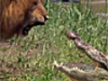 Leone vs coccodrillo vince il Re della foresta | BahVideo.com