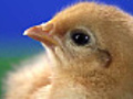 Profile of baby chick  | BahVideo.com