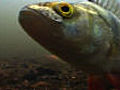 Freshwater fish | BahVideo.com