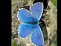 papillons du haut-doubs  | BahVideo.com