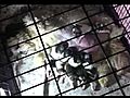 Shih tzu puppies feeding time  | BahVideo.com