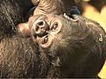 Gorilla Baby Has A Name | BahVideo.com