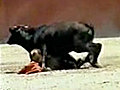 Midget Bullfighting | BahVideo.com