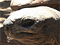 News Zoo Logic Aldabra Giant Tortoise | BahVideo.com