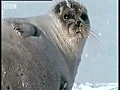 Pregnant Polar Bear hunts seals - BBC Animals | BahVideo.com