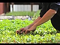 Community Supported Agriculture | BahVideo.com