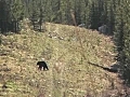 4EVERHUNTING - BEAR HUNTING - BEAR DOWN 09 | BahVideo.com