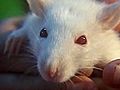 How To Care For a Pet Rat | BahVideo.com