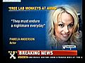 Pamela Anderson s plea to free lab monkeys at  | BahVideo.com