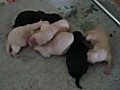 The Sound Of Newborn Puppies | BahVideo.com
