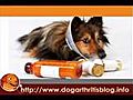 Using Dog Arthritis Medication for Long-term  | BahVideo.com