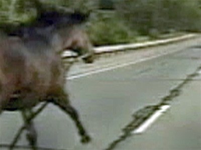 Police of chase down runaway horse | BahVideo.com