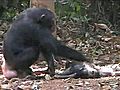 Gli scimpanz vanno in lutto come gli uomini | BahVideo.com