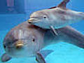 Soziale Delfine Retter in der Not | BahVideo.com