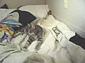 Kitten trying to sleep | BahVideo.com