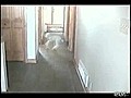 Bir kuzu bu kadar m sevimli olur  | BahVideo.com