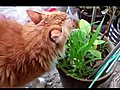 My Cat is Vegeterian | BahVideo.com