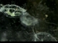 Boston Globe Jellyfish invade Walden Pond | BahVideo.com