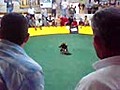 Gallos Fajaos peleando Maturin - Venetubo com | BahVideo.com