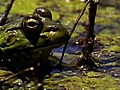 National Geographic Animals - Bullfrogs Eat  | BahVideo.com