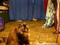 Bubble Attacking Cat | BahVideo.com