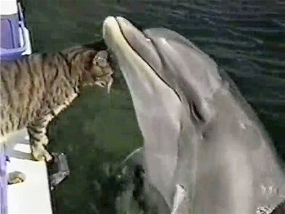 Cute Cat Befriends Dolphin | BahVideo.com