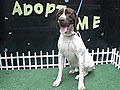 Bow to WOW Rescue dogs get makeovers | BahVideo.com