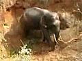 Villagers Save an Elephant from a Well | BahVideo.com