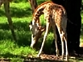 Dubbo s giraffe nursery | BahVideo.com