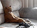 Slacker Cat Watches Slayer | BahVideo.com
