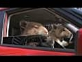 2010 Kia Soul Hamster Commercial Marz  | BahVideo.com