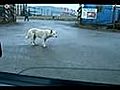 Funny Dancing Dog | BahVideo.com